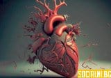 Способността на човешкото сърце да се самопоправя: Възможно ли е това